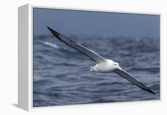 Southern Royal Albatross (Diomedea Epomophora) Flying Low over the Sea-Brent Stephenson-Framed Premier Image Canvas