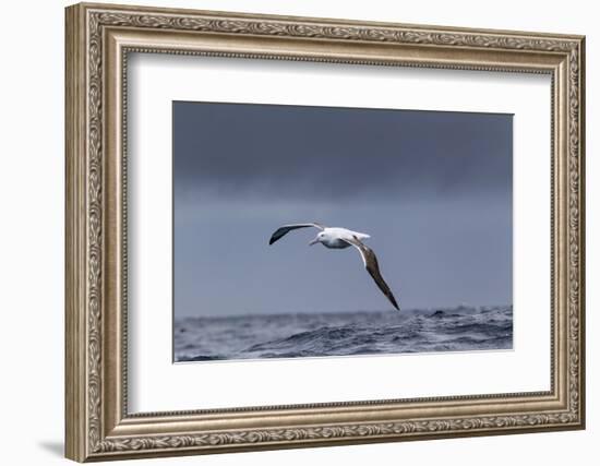 Southern Royal Albatross (Diomedea Epomophora) Flying over Sea-Brent Stephenson-Framed Photographic Print