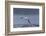 Southern Royal Albatross (Diomedea Epomophora) Flying over Sea-Brent Stephenson-Framed Photographic Print