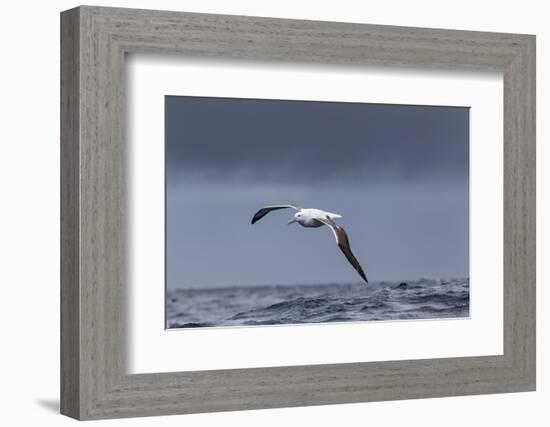 Southern Royal Albatross (Diomedea Epomophora) Flying over Sea-Brent Stephenson-Framed Photographic Print