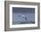 Southern Royal Albatross (Diomedea Epomophora) Flying over Sea-Brent Stephenson-Framed Photographic Print