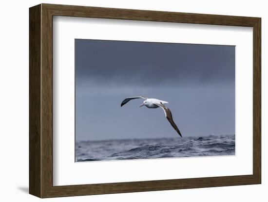 Southern Royal Albatross (Diomedea Epomophora) Flying over Sea-Brent Stephenson-Framed Photographic Print