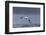 Southern Royal Albatross (Diomedea Epomophora) Flying over Sea-Brent Stephenson-Framed Photographic Print