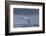 Southern Royal Albatross (Diomedea Epomophora) Flying over Sea-Brent Stephenson-Framed Photographic Print