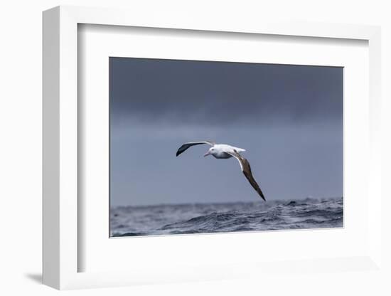 Southern Royal Albatross (Diomedea Epomophora) Flying over Sea-Brent Stephenson-Framed Photographic Print