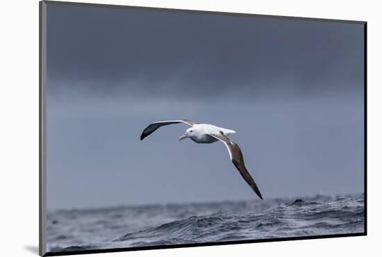 Southern Royal Albatross (Diomedea Epomophora) Flying over Sea-Brent Stephenson-Mounted Photographic Print