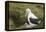 Southern Royal Albatross-DLILLC-Framed Premier Image Canvas