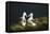 Southern Royal Albatross-DLILLC-Framed Premier Image Canvas