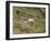 Southern Royal Albatross-DLILLC-Framed Photographic Print