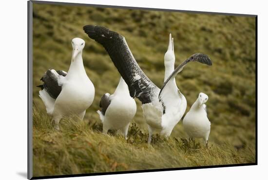 Southern Royal Albatross-DLILLC-Mounted Photographic Print