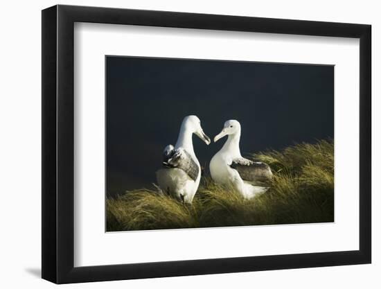 Southern Royal Albatross-DLILLC-Framed Photographic Print