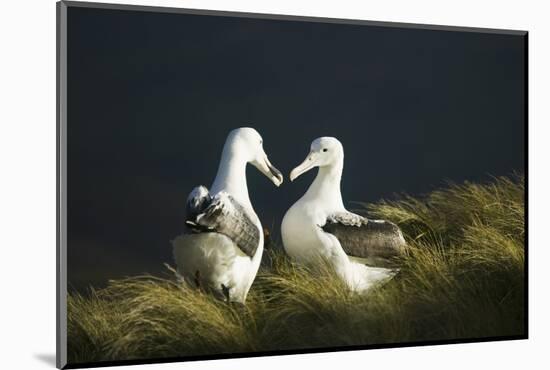 Southern Royal Albatross-DLILLC-Mounted Photographic Print