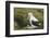 Southern Royal Albatross-DLILLC-Framed Photographic Print