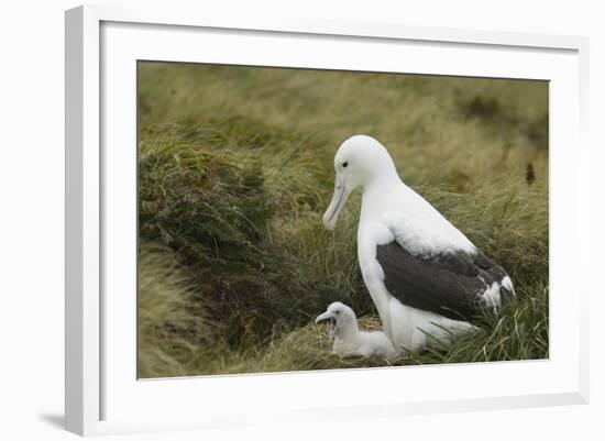 Southern Royal Albatross-DLILLC-Framed Photographic Print