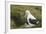 Southern Royal Albatross-DLILLC-Framed Photographic Print