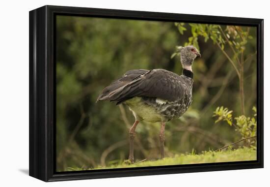 Southern Screamer-Joe McDonald-Framed Premier Image Canvas