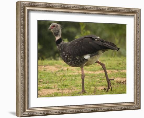 Southern Screamer-Joe McDonald-Framed Photographic Print