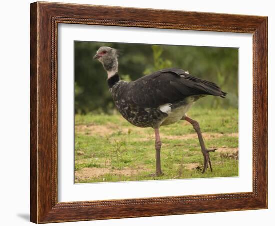 Southern Screamer-Joe McDonald-Framed Photographic Print