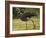 Southern Screamer-Joe McDonald-Framed Photographic Print