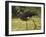 Southern Screamer-Joe McDonald-Framed Photographic Print