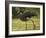 Southern Screamer-Joe McDonald-Framed Photographic Print