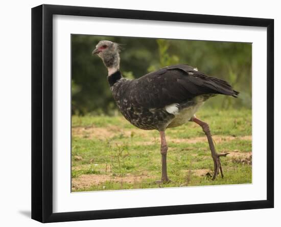 Southern Screamer-Joe McDonald-Framed Photographic Print