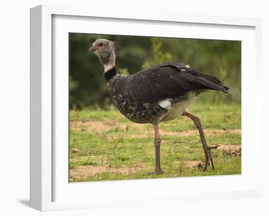 Southern Screamer-Joe McDonald-Framed Photographic Print