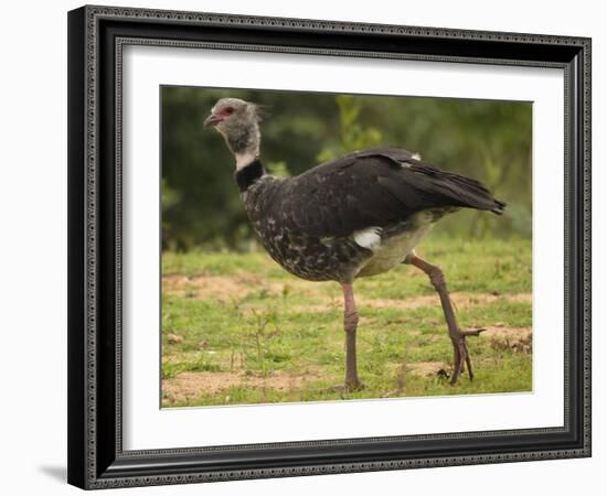 Southern Screamer-Joe McDonald-Framed Photographic Print