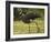 Southern Screamer-Joe McDonald-Framed Photographic Print