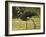 Southern Screamer-Joe McDonald-Framed Photographic Print