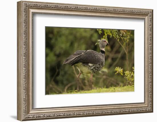 Southern Screamer-Joe McDonald-Framed Photographic Print