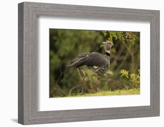 Southern Screamer-Joe McDonald-Framed Photographic Print