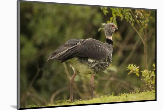 Southern Screamer-Joe McDonald-Mounted Photographic Print