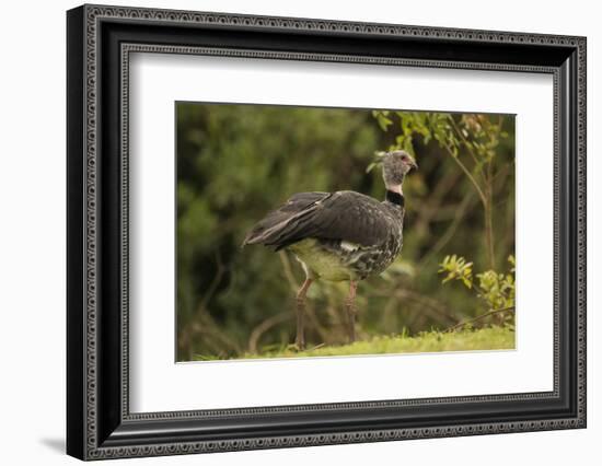 Southern Screamer-Joe McDonald-Framed Photographic Print