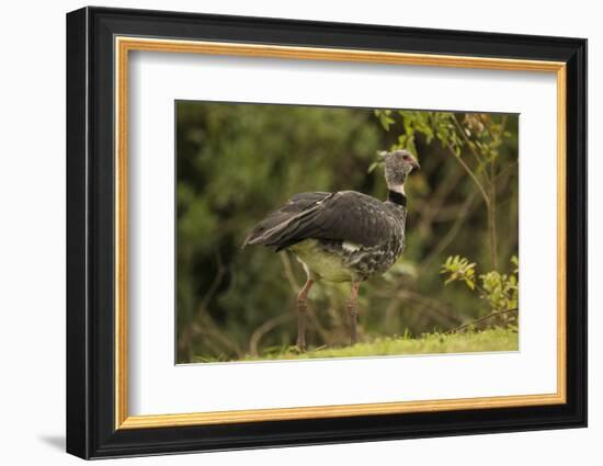 Southern Screamer-Joe McDonald-Framed Photographic Print