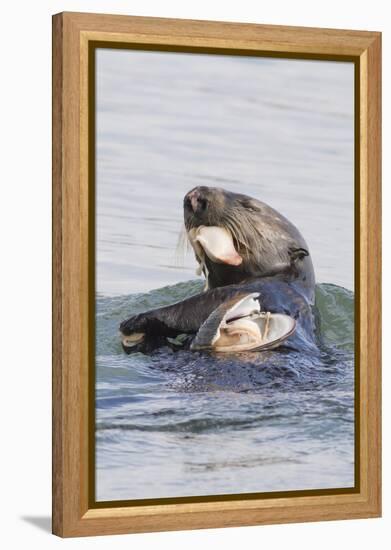 Southern Sea Otter Eats a Clam-Hal Beral-Framed Premier Image Canvas