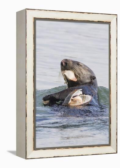 Southern Sea Otter Eats a Clam-Hal Beral-Framed Premier Image Canvas