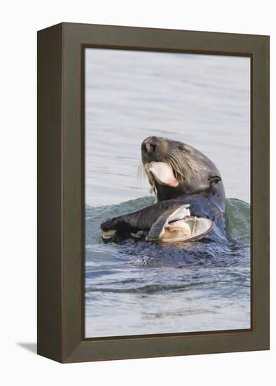 Southern Sea Otter Eats a Clam-Hal Beral-Framed Premier Image Canvas