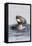 Southern Sea Otter Eats a Clam-Hal Beral-Framed Premier Image Canvas