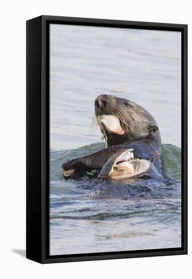 Southern Sea Otter Eats a Clam-Hal Beral-Framed Premier Image Canvas