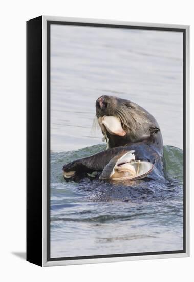 Southern Sea Otter Eats a Clam-Hal Beral-Framed Premier Image Canvas