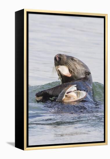 Southern Sea Otter Eats a Clam-Hal Beral-Framed Premier Image Canvas