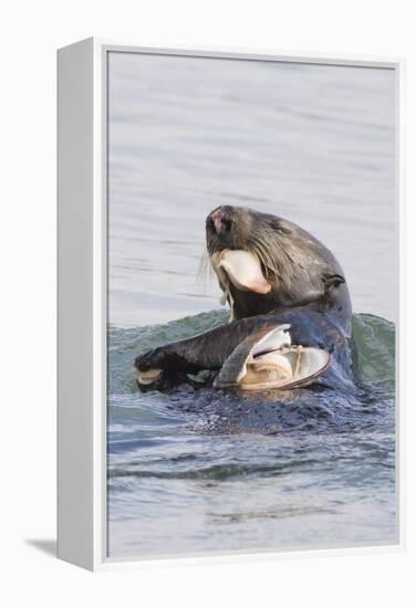 Southern Sea Otter Eats a Clam-Hal Beral-Framed Premier Image Canvas