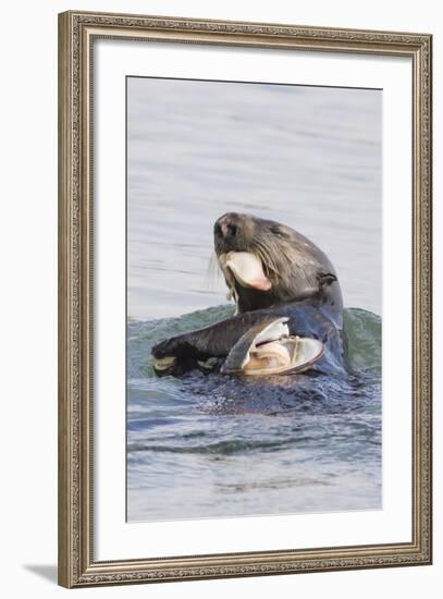 Southern Sea Otter Eats a Clam-Hal Beral-Framed Photographic Print