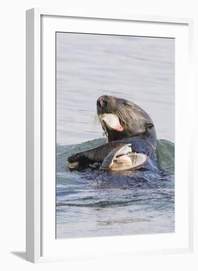 Southern Sea Otter Eats a Clam-Hal Beral-Framed Photographic Print