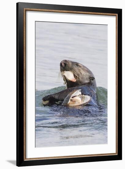 Southern Sea Otter Eats a Clam-Hal Beral-Framed Photographic Print