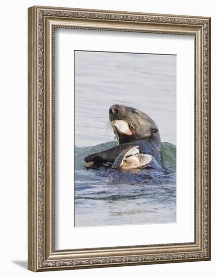 Southern Sea Otter Eats a Clam-Hal Beral-Framed Photographic Print