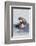 Southern Sea Otter Eats a Clam-Hal Beral-Framed Photographic Print