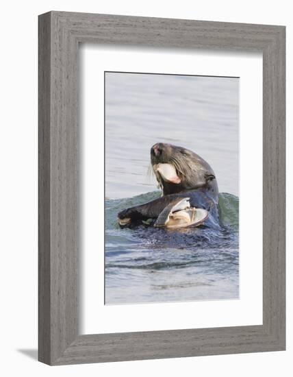 Southern Sea Otter Eats a Clam-Hal Beral-Framed Photographic Print