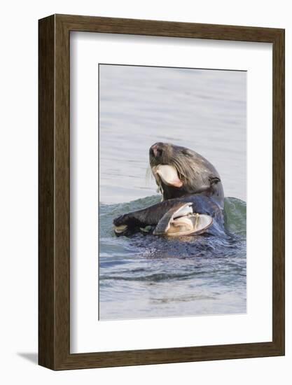 Southern Sea Otter Eats a Clam-Hal Beral-Framed Photographic Print